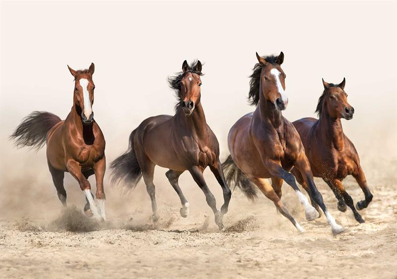 Âdiyât Suresinin Tefsiri