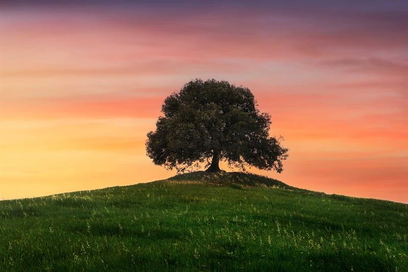 Ehl-i Sünnet Ve Şia Sahabeye Bakış