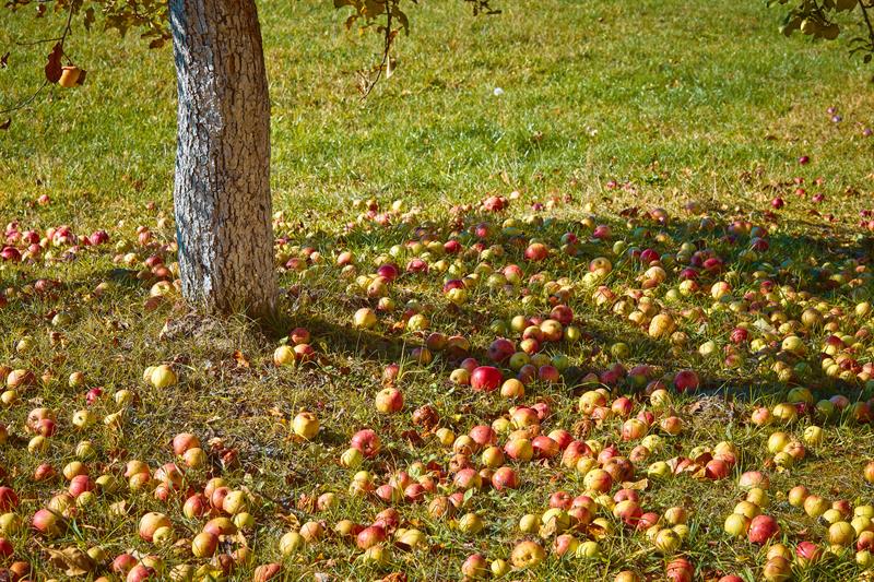 Mürşid-i Kâmilin Önemi