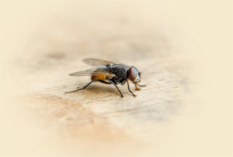 İlim Ehlini Beğenmemek