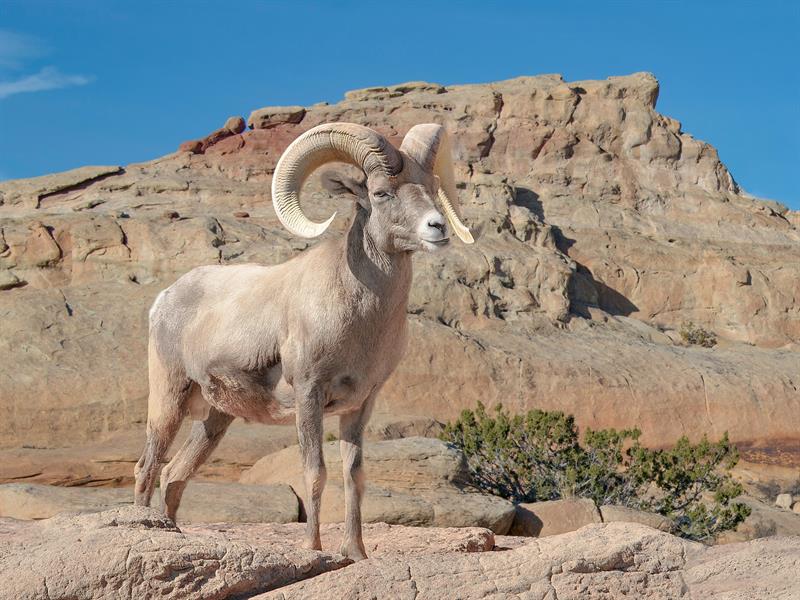 Hanif Ve Müslim Peygamber Hz. İbrahim Ve Sadık Oğlu Hz. İsmail Aleyhimesselam