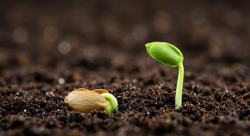 Ana Rahmindeki Ceninden Miras Kalır Mı?