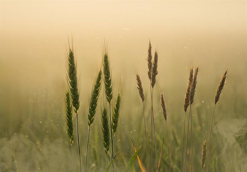 Hüzün Ve Gurbetle İmtihan Olunan Hz. Yakup Ve Hz. Yusuf Aleyhimesselam -5