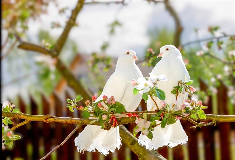 Evlilik Nasıl Yürür?
