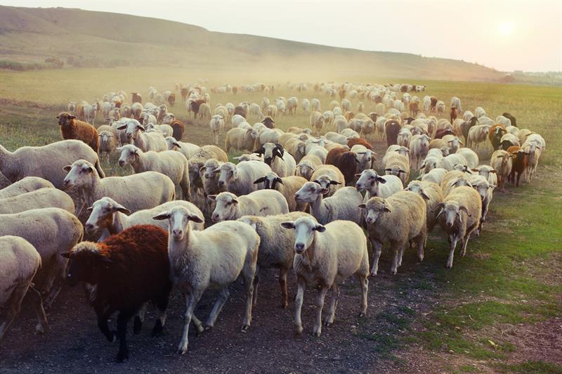 Sabırla İmtihan Olunan Hz. Eyyüb Aleyhisselam -1