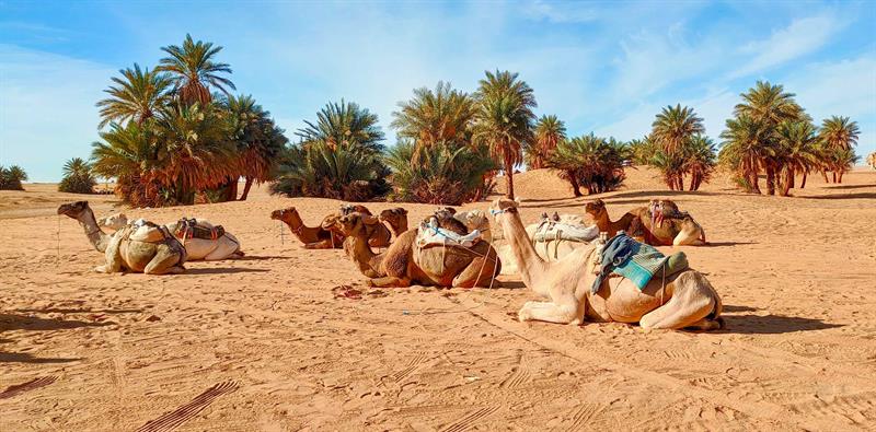 İnfak Ehli Sahabi Sa‘d B. Ubade Radıyallahu Anh